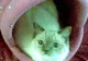 S-au ales frumuseţile feline la expoziţia de la Sala Palatului