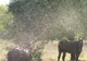 Invazie de furnici în judeţul Mehedinţi