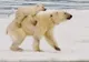 Un pui de urs polar stă pe spatele mamei, după ce i-au îngheţat lăbuţele - FOTO