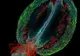 Cele mai artistice imagini microscopice - GALERIE FOTO
