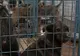Primăria municipiului Bucureşti oferă până la 100 de lei pentru sterilizarea fiecărui maidanez 