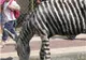 O grădină zoologică pictează măgarii ca să arate ca zebrele