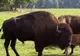 Şase bizoni, transferaţi dintr-o grădină zoologică franceză în rezervaţia de la Vama Buzăului
