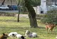 Peste 9.100 de persoane au fost muşcate de câinii fără stăpân, în primele opt luni ale anului