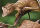 Unde e şopârla? Satanica gecko şi-a găsit o deghizare cu adevărat cumplită - FOTO