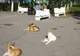 Bucureştenii se simt cel mai deranjaţi de poluarea aerului şi de câinii fără stăpân