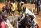 Holeră: 51 de morţi în Camerun