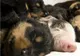 Un rottweiler a salvat viaţa unui porcuşor - FOTO