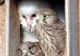 Animalele îşi împart casele cu alţii: O bufniţă trăieşte cu doi vânturei