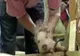 La Moscova a avut loc o cursă de porci domestici 