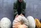 O familie din Hunedoara cultivă legume şi fructe gigantice - VEZI VIDEO