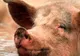 SUA înregistrează primele cazuri suspecte de gripă A(H1N1) la porci