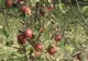 Temperaturile scăzute au compromis culturile agricultorilor din Bistriţa Năsăud