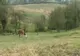 Sătenii din Hunedoara nu-şi mai permit să ţină animale în curte
