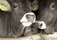 Fermierii din Vrancea dau laptele la animale pentru că nu au cui să-l vândă