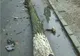 Un copac uscat a căzut peste maşina unui bărbat, în Bihor
