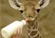 Un pui de girafă de 1,8 metri înălţime este hrănit cu biberonul