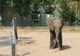 Un pui de elefant orfan din Ungaria şi-a găsit o nouă mămică în Franţa