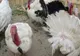 Primele cazuri suspecte de gripă porcină transmisă de la om la curcani au apărut în Canada