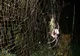 A fost descoperită o specie de păianjeni care produce cea mai mare pânză din lume