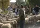 Nemulţumiţi de subvenţiile mici din Agricultură, ciobanii din judeţul Constanţa au ieşit cu turmele în drum