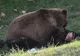 Un bărbat a sărit în cuşca unui urs, dar animalul luptă acum pentru viaţă - IMAGINI ŞOCANTE