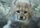 Trei pui de ghepard sunt noua atracţie a grădinii zoologice de la Tokyo