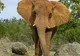 Un experimentat ghid turistic a murit strivit de un elefant