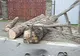 Un camion plin de buşteni s-a răsturnat lângă Rădăuţi
