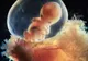 Fotografii incredibile: dezvoltarea unui fetus în uter - VEZI GALERIE