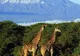 Zăpada de pe Kilimanjaro va dispărea în 20 de ani, susţin oamenii de ştiinţă