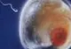 Un copil va putea avea trei părinţi biologici