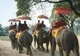 Grădinile zoologice şi circurile din India nu vor mai avea voie să ţină elefanţi