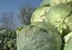 Cultivarea verzei nu mai este rentabilă, spun producătorii din Dâmboviţa 