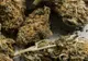 Un olandez a fost prins în timp ce încerca să vândă marijuana şi ecstasy, la Piteşti