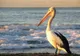 Grădina Zoologică Bucureşti are noi locatari: 12 pui de pelican