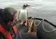 Un pinguin a scăpat de orci sărind într-o barcă - VEZI VIDEO 