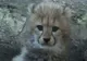 Trei pui ciufuliţi de ghepard, noua atracţie de la zoo Tokyo