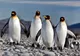 Antarctica prin ochii unui fotograf român: Unde sunt balenele? Erau cu sutele - VEZI IMAGINI