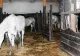 Primăria Homorod nu mai are bani să întreţină caii salvaţi de la înfometare, anul trecut