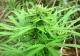 Poliţiştii au arestat un braşovean care cultiva cannabis