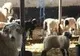Ciobanul sibian care arunca leşuri de animale pe câmp a fost amendat 