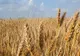 Criza alimentară în 2010, fără subvenţii şi cu mai puţin grâu 