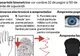 De luni se emit paşapoartele biometrice in judeţul Bacău  