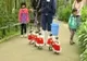 Pingunii dintr-un parc acvatic din Japonia au primit costume speciale de Crăciun - VIDEO