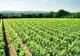 Vinul englez ar putea fi marele beneficiar al încălzirii globale