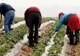 Români care lucrau ca SCLAVI în Italia, ELIBERAȚI de autorități. În ce hal i-au găsit