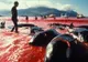 Japonia a UCIS 251 de BALENE în Antarctica, înaintea interdicţiei impuse de Haga
