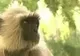 O maimuță a dclanșat o pană de curent la nivel național în Kenya. Cum a reușit acest lucru