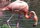 Apariție exotică în Delta Dunării. Cel mai numeros grup de păsări flamingo observat în ultimul secol
